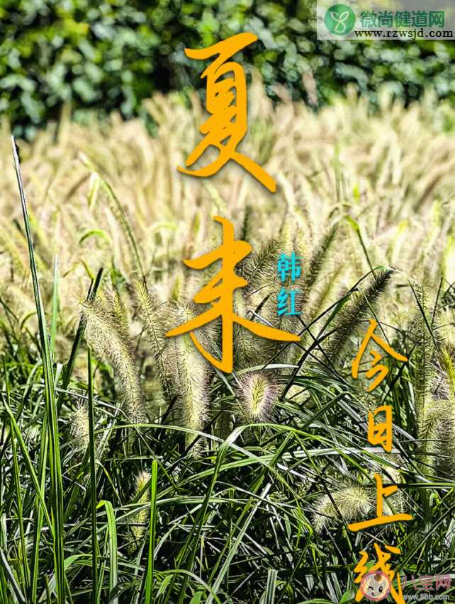 韩红新歌《夏末》歌词是什么