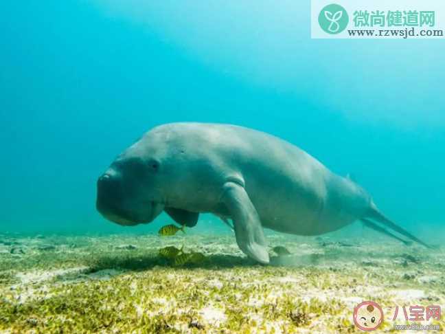 儒艮是什么食性类动物 神奇海洋9月21日答案