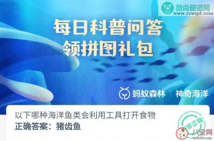 以下哪种海洋鱼类会利用工具