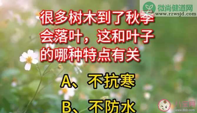 很多树木到了秋季会落叶这和叶子的哪种特点有关 蚂蚁庄园10月18日答案