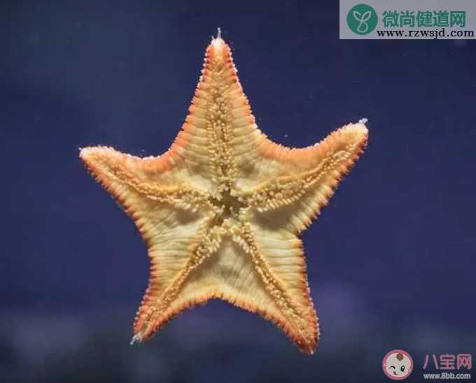 你知道吗海星有眼睛长在哪 神奇海洋10月23日答案