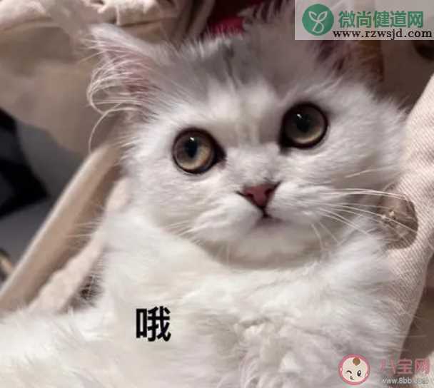 研究发现猫有276种表情 猫猫高兴的时候是怎样的