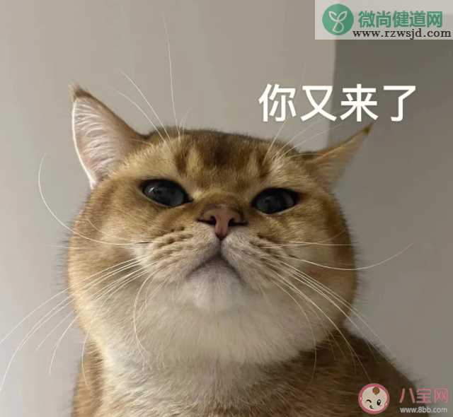 研究发现猫有276种表情 猫猫高兴的时候是怎样的