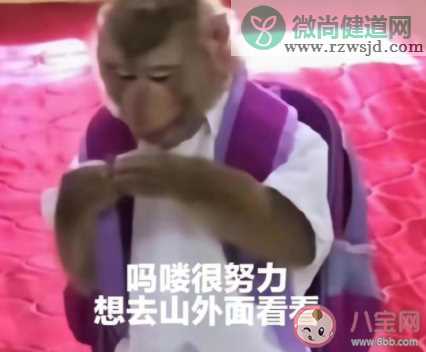 吗喽占领了年轻人的生活圈吗 吗喽是什么梗