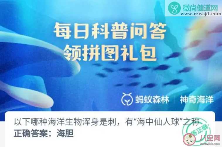 以下哪种海洋生物浑身是刺有海中仙人球之称 神奇海