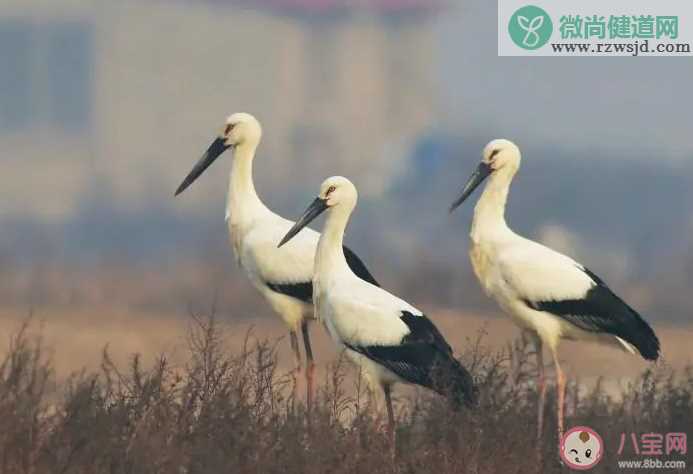 为了御寒越冬鸟类在冬季通常会 蚂蚁庄园11月24日答案