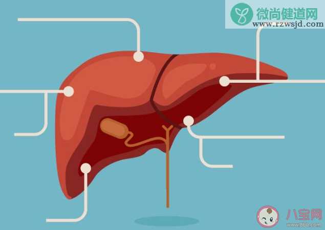 人体内最大的解毒器官是什么 蚂蚁庄园11月25日答案