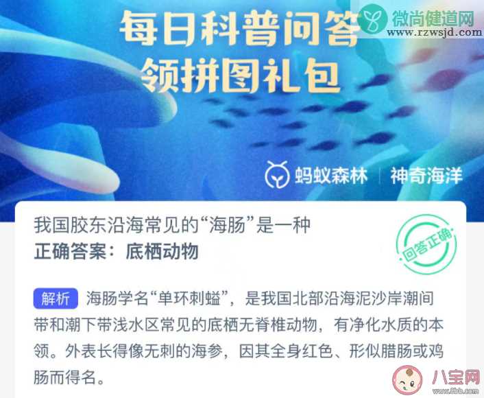 我国胶东沿海常见的海肠是一