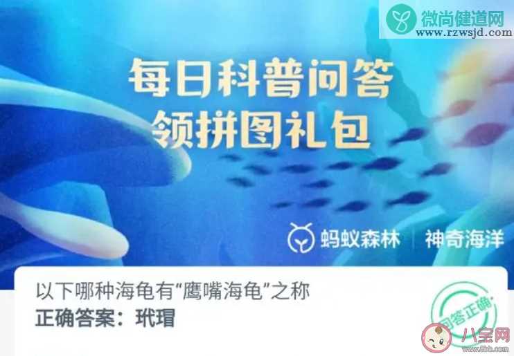 以下哪种海龟有鹰嘴海龟之称