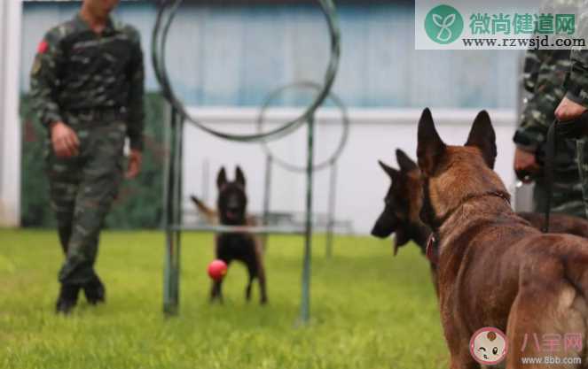 警犬知道自己是警犬吗 当警