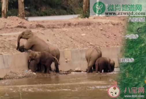 云南象群新动向已进诱导区域