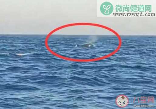 三头巨型海兽浮出辽宁海域 这三头海兽是什么来历