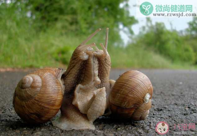 雨后出现的大蜗牛为什么不能碰 非洲大蜗牛有什么危害