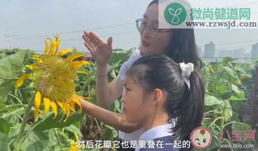 重庆一小学楼顶种14000株向日葵 向日葵代表着什么