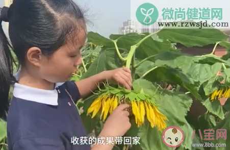 重庆一小学楼顶种14000株向日葵 向日葵代表着什么