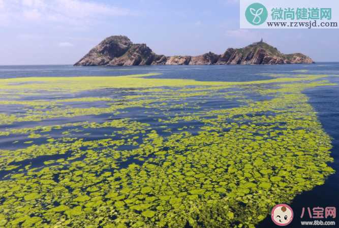 浒苔对海洋生态有哪些影响 浒苔为什么会泛滥暴发