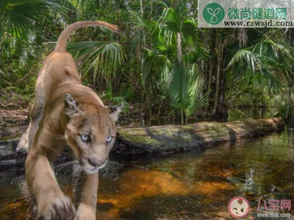 在生活中遇到野生动物怎么办 开车遇到动物怎么办