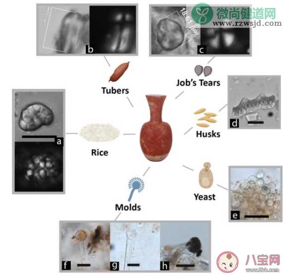 9千年前南方人喝啤酒证据被