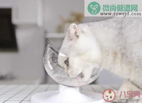 外出时间长如何安排猫的吃喝 把猫咪留在家中独处要