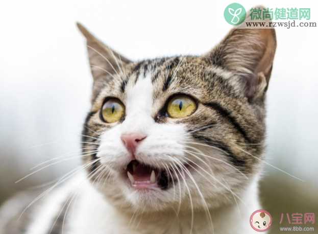 猫一共有多少种叫声 猫咪的叫声代表什么意思