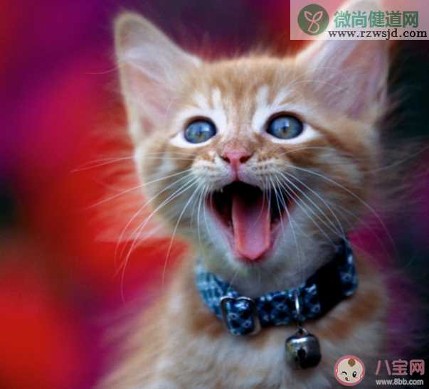 猫一共有多少种叫声 猫咪的叫声代表什么意思