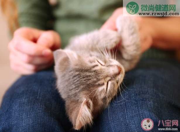 猫咪最喜欢被人摸的部位有哪