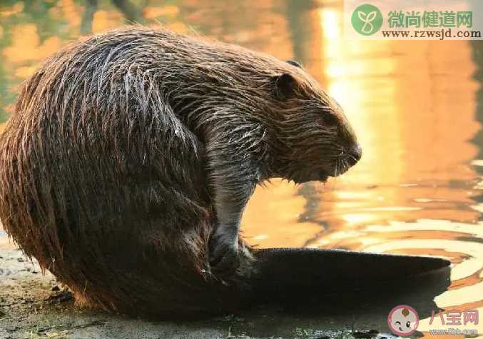 蚂蚁庄园河狸擅长修建什么 小课堂7月5日答案最新