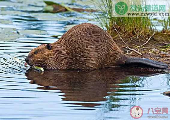 蚂蚁庄园河狸擅长修建什么 小课堂7月5日答案最新