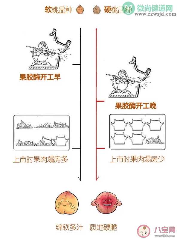 桃子为啥有软有硬的 脆桃和软桃哪个好吃