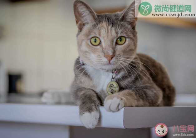 猫能听懂自己名字吗 猫能听懂人话吗