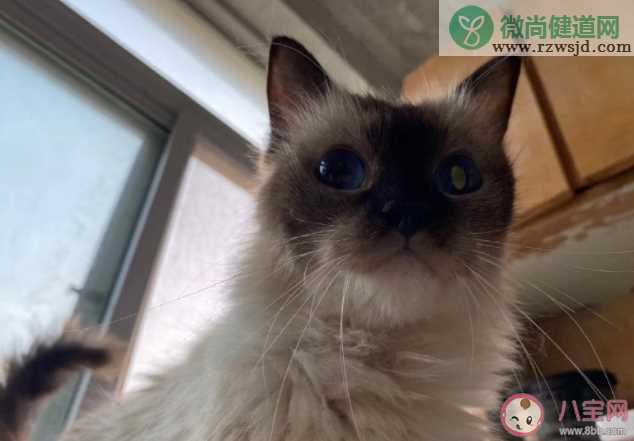 怎样给猫咪做好清洁 猫咪清洁小tips来了