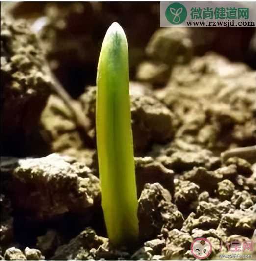 西瓜里长出的黄豆芽是什么 挑选西瓜怎么听声音