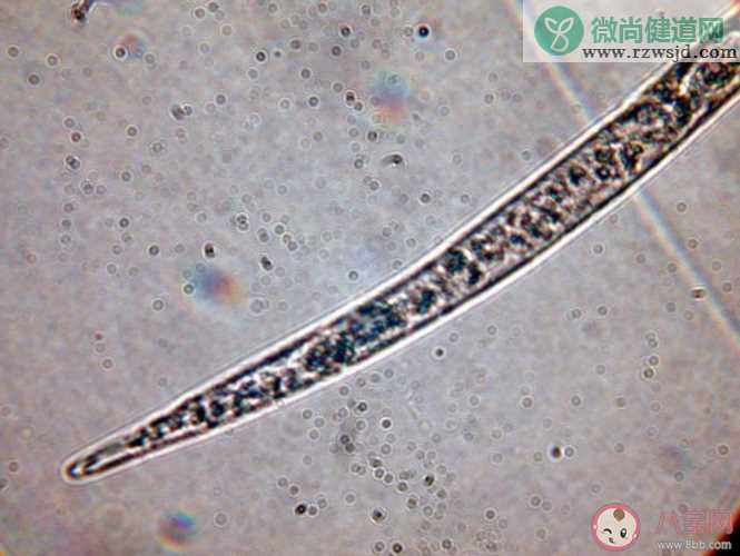 在野外捡到一只巴西龟可以放生吗 蚂蚁庄园9月7日答案