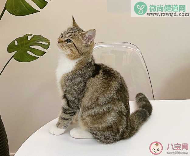 流浪猫会羡慕家猫吗 应该怎样对待流浪猫