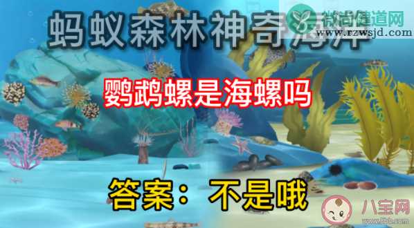 鹦鹉螺是海螺吗 蚂蚁森林神奇海洋9月23日答案