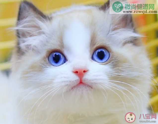 你养猫猫的原因是什么 为什么很多人都喜欢养猫