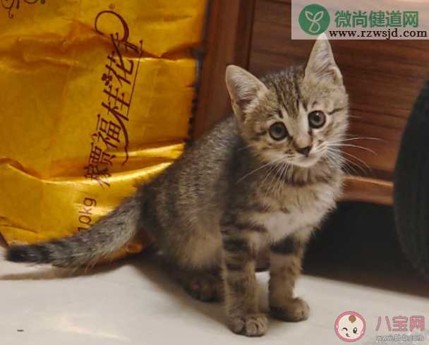 怎么让猫咪快速适应新猫砂 