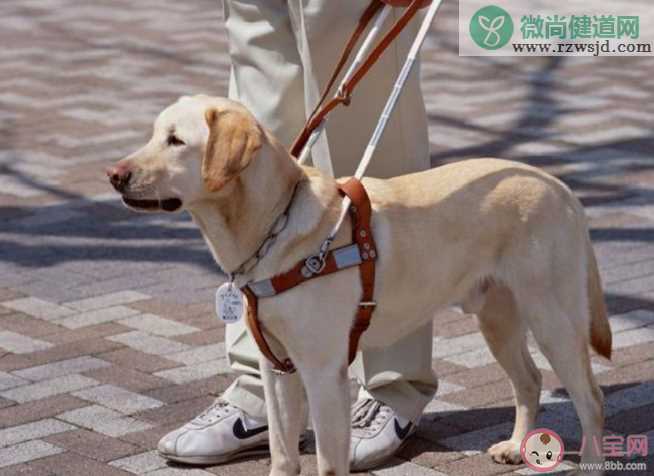 蚂蚁庄园路上遇到导盲犬可以投喂食物和抚摸吗 10月11日答案解析