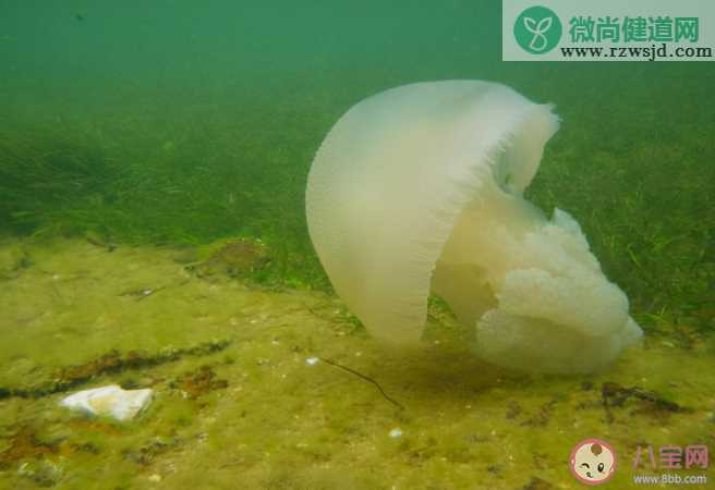 水母有心脏吗 蚂蚁森林神奇海洋10月10日答案