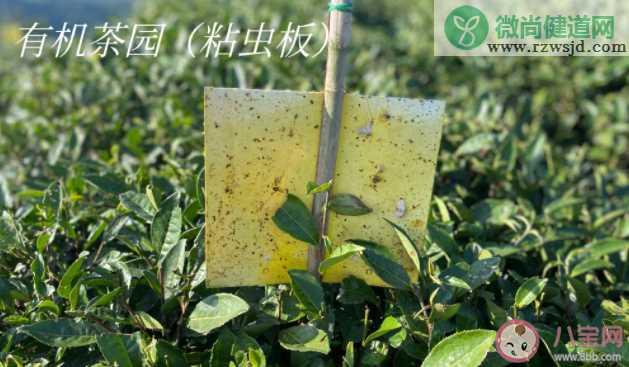 有机茶有什么好 有机茶和普通茶的区别是什么