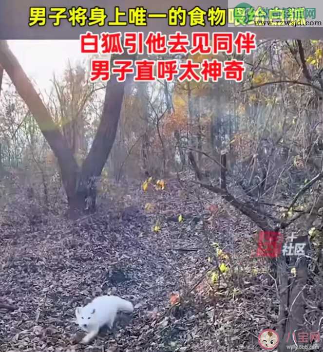 男子投喂白狐后被引见给同伴是真的吗 为什么会有白狐出现