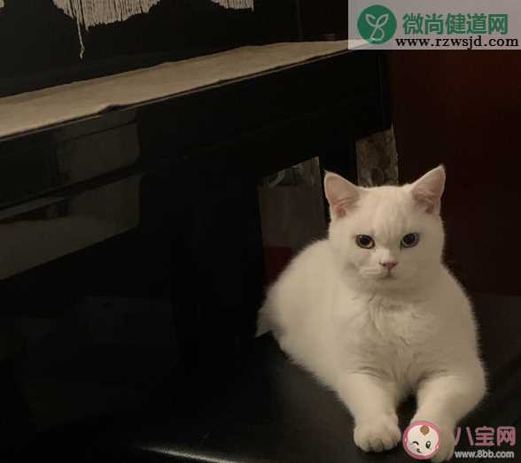 小猫文学为什么火了 小猫文学故事分享