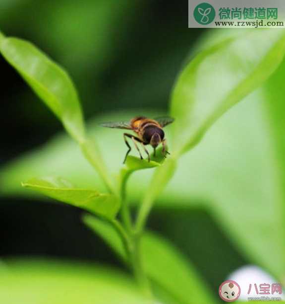 蜜蜂飞来飞去嗡嗡响蝴蝶却总是悄无声息是因为什么 蚂蚁庄园10月30日答案