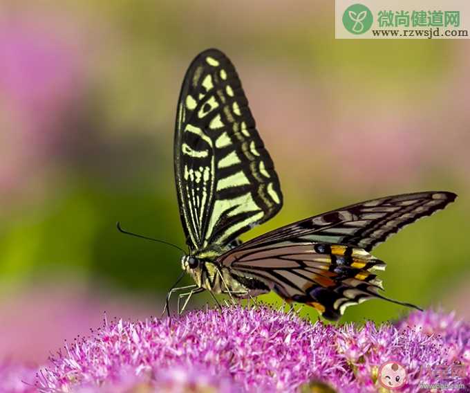 蜜蜂飞来飞去嗡嗡响蝴蝶却总是悄无声息是因为什么 蚂蚁庄园10月30日答案