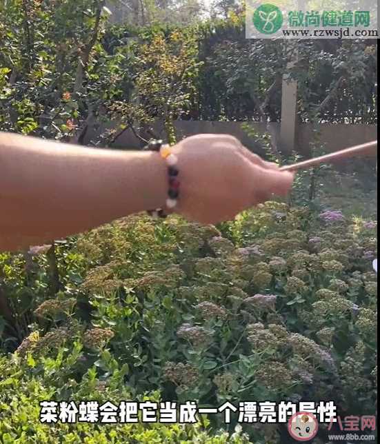 菜粉蝶竟是我自己是什么梗什