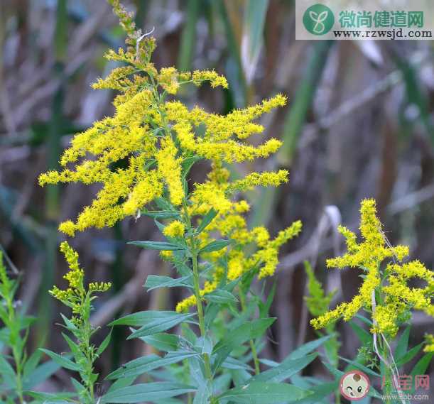 加拿大一枝黄花成浙江胡羊口