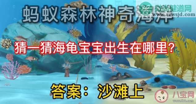 海龟宝宝出生在哪里 蚂蚁森