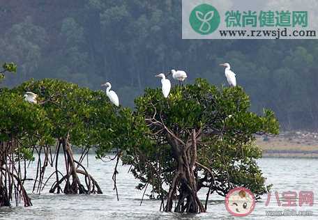 红树林属于什么生态系统 神奇海洋11月10日答案介绍