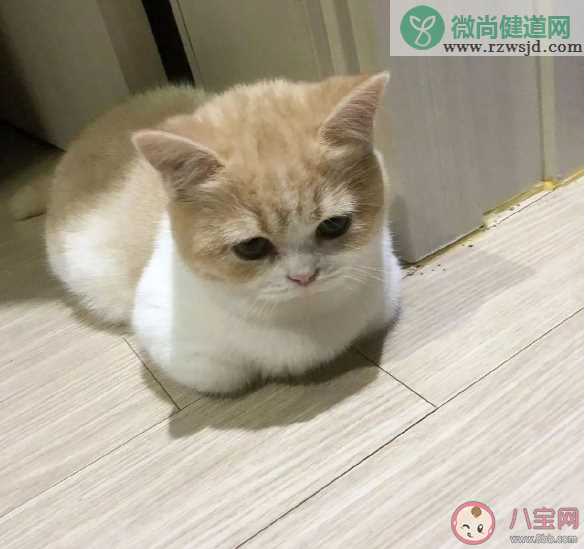 为什么猫会喜欢揣手手 猫揣手手是什么意思