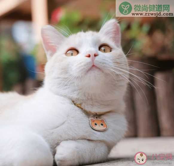 为什么猫会喜欢揣手手 猫揣手手是什么意思